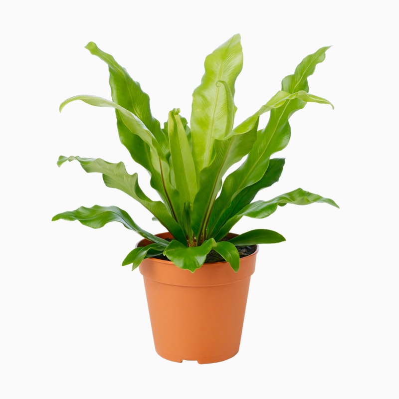 Dignissim venenatis - Imagem 3